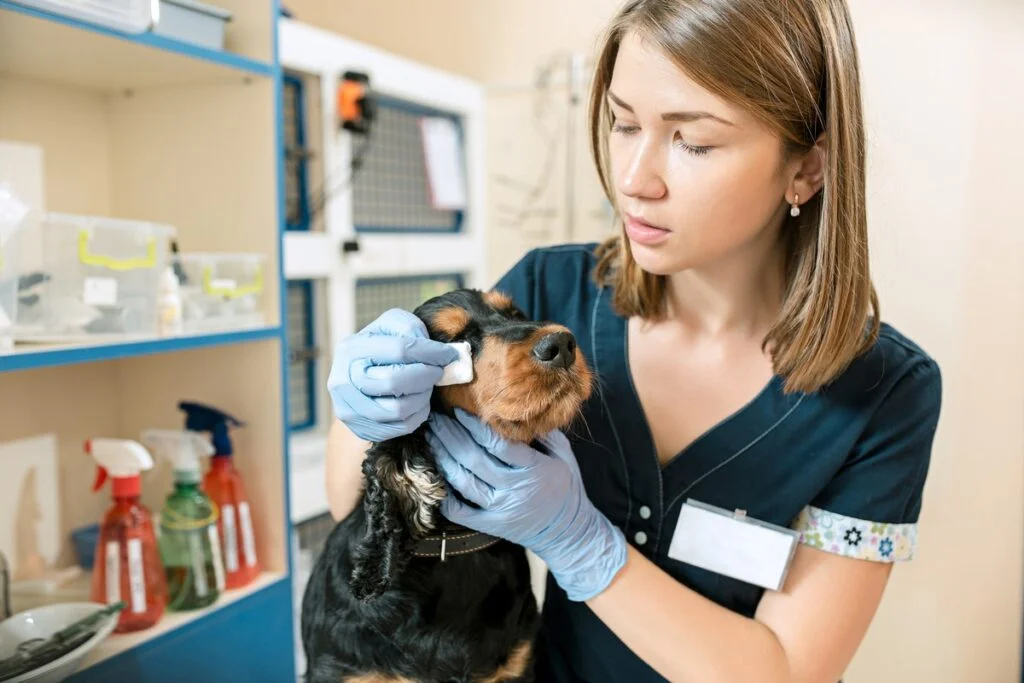 suicidios de veterinarios